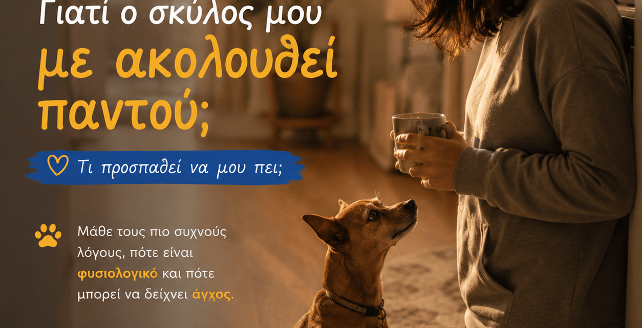 Γιατί ο σκύλος μου με ακολουθεί παντού; Τι προσπαθεί να μου πει;