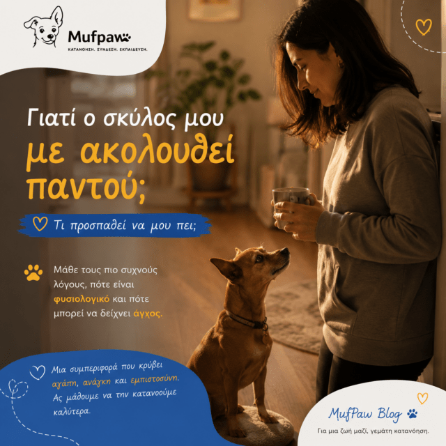 Γιατί ο σκύλος μου με ακολουθεί παντού; Τι προσπαθεί να μου πει;